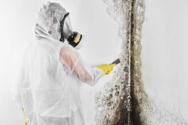 Best Professional Mold Removal  in Dayton, VA