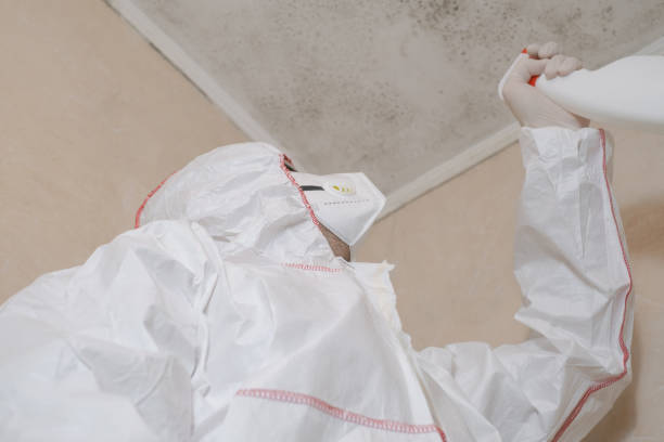 Professional Mold Removal in Dayton, VA