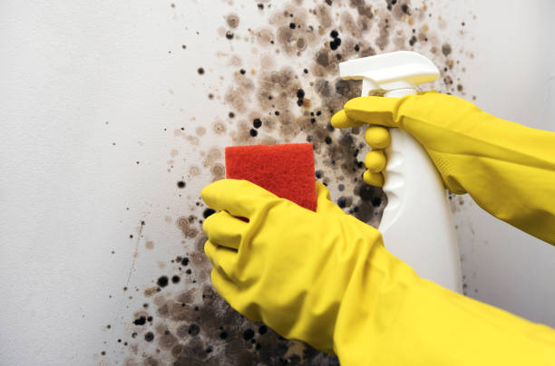 Best Mold Cleaning Services  in Dayton, VA
