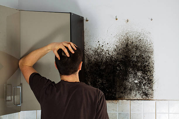 Best Emergency Mold Removal  in Dayton, VA