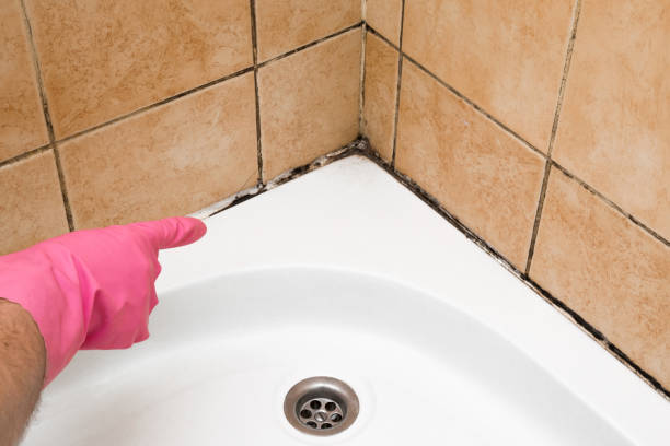 Best Toxic Mold Removal  in Dayton, VA